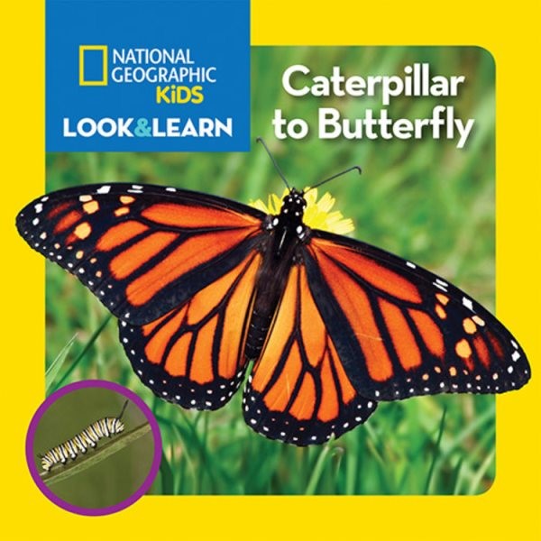 Look & Learn: Caterpillar to Butterfly (BD) lklrnctrplrbtrflyBD